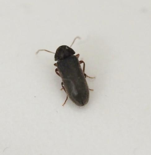 Oligomerus sp.